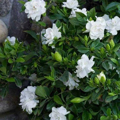 Double Jasmine Seeds
