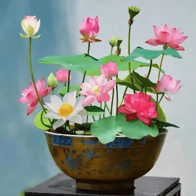 [7 days germination]The Sacred Bonsai Bowl Lotus Flower
