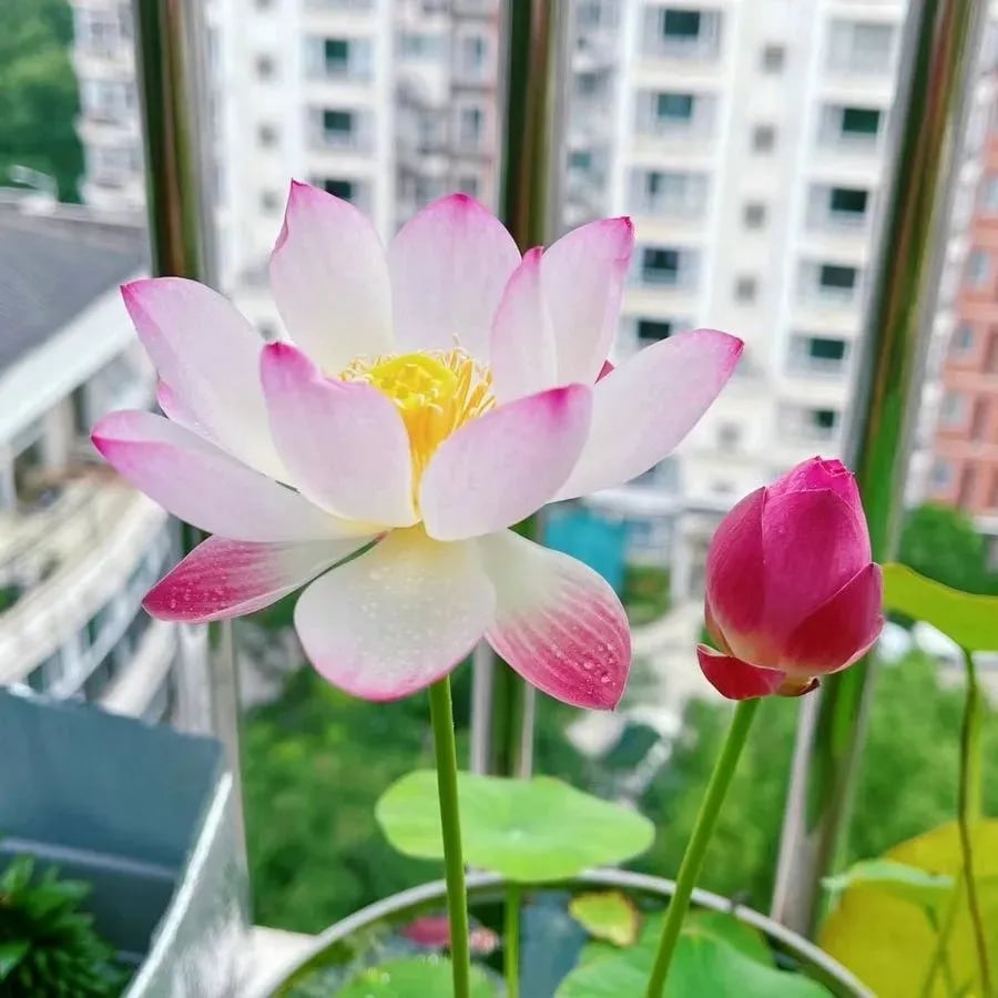 [7 days germination]The Sacred Bonsai Bowl Lotus Flower