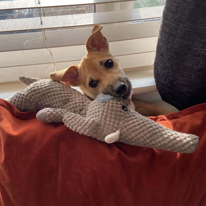 HARDPAW TOY – Tough denim dog toy for large and small dogs