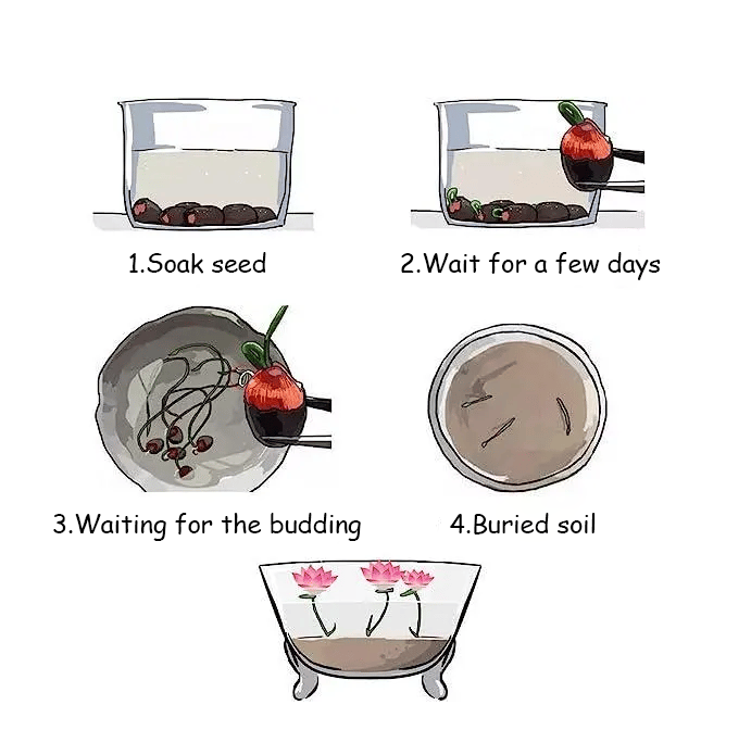 [7 days germination]The Sacred Bonsai Bowl Lotus Flower