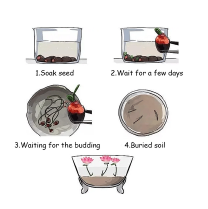 [7 days germination]The Sacred Bonsai Bowl Lotus Flower