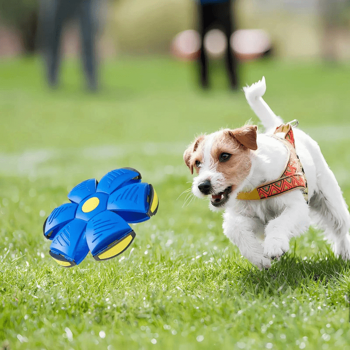 Transforming Flying Ball Toy for Dogs