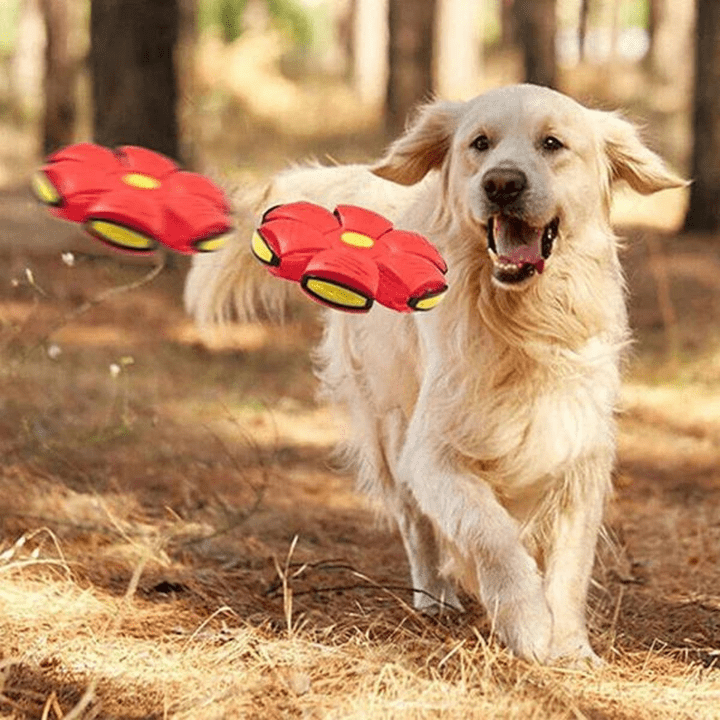 Transforming Flying Ball Toy for Dogs