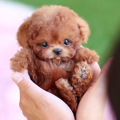 Interactive Realistic Plush Puppy Toy - Walks & Barks