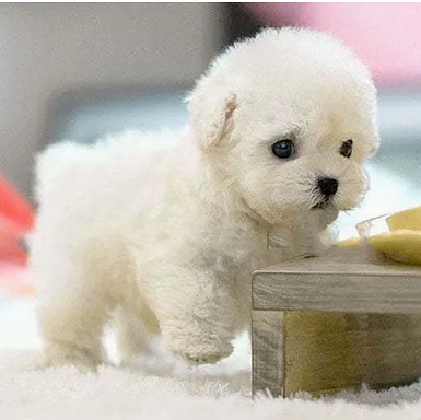 Interactive Realistic Plush Puppy Toy - Walks & Barks