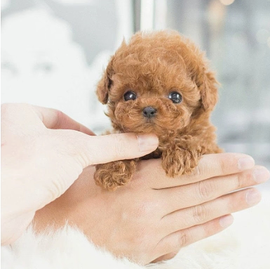 Interactive Realistic Plush Puppy Toy - Walks & Barks