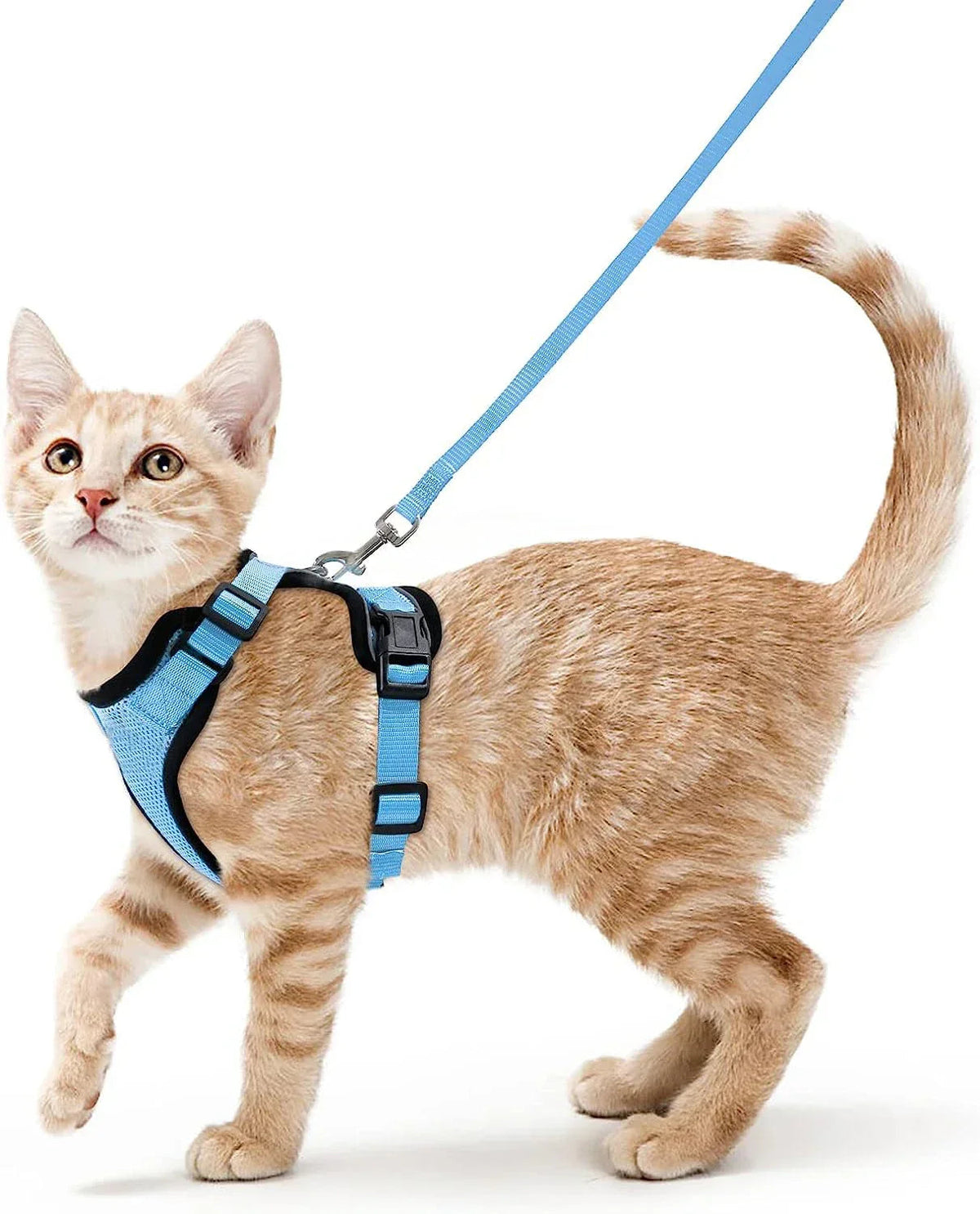 Soft and Safe Harnesses for Walking Your Cat