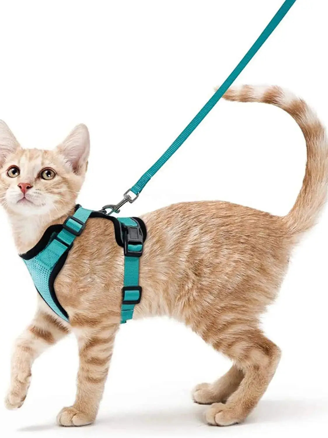 Soft and Safe Harnesses for Walking Your Cat